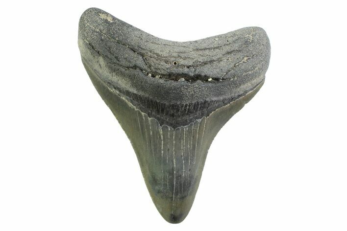 , Fossil Megalodon Tooth - Georgia #338785